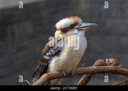 Kookaburra uccello rilassante su un perch di legno con uno sfondo grigio. Foto Stock