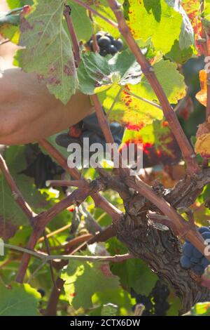 La vendemmiatrice taglia i grappoli della varietà Bobal del ceppo nella zona di ​​La Manchuela a Fuentealbilla, Albacete (Spagna) Foto Stock