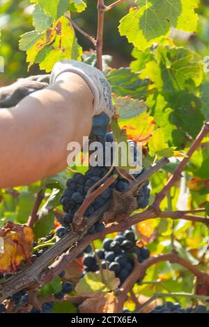 La vendemmiatrice taglia i grappoli della varietà Bobal del ceppo nella zona di ​​La Manchuela a Fuentealbilla, Albacete (Spagna) Foto Stock