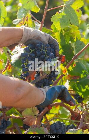 La vendemmiatrice taglia i grappoli della varietà Bobal del ceppo nella zona di ​​La Manchuela a Fuentealbilla, Albacete (Spagna) Foto Stock