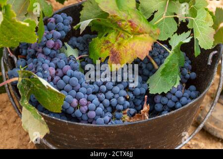 La vendemmiatrice taglia i grappoli di uva della varietà Bobal di Il ceppo nella regione vinicola di Utiel-Requena (Spagna) Foto Stock