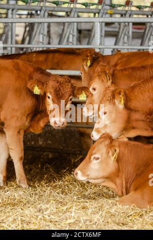 Kamp-Lintfort, Nord Reno-Westfalia, Germania - agricoltura biologica NRW, bestiame biologico, Limousin bestiame libero-gamma vivono nella fattoria Bioland tutto l'anno rou Foto Stock