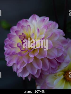 Dahlia Foxy Lady, una bella dahlia pinnata con i suoi petali viola e centro crema Foto Stock
