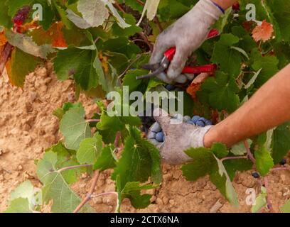 La vendemmiatrice taglia i grappoli di uva della varietà Bobal di Il ceppo nella regione vinicola di Utiel-Requena (Spagna) Foto Stock