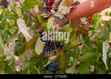 La vendemmiatrice taglia i grappoli di uva della varietà Bobal di Il ceppo nella regione vinicola di Utiel-Requena (Spagna) Foto Stock