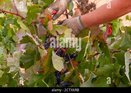 La vendemmiatrice taglia i grappoli di uva della varietà Bobal di Il ceppo nella regione vinicola di Utiel-Requena (Spagna) Foto Stock