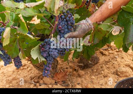 La vendemmiatrice taglia i grappoli di uva della varietà Bobal di Il ceppo nella regione vinicola di Utiel-Requena (Spagna) Foto Stock