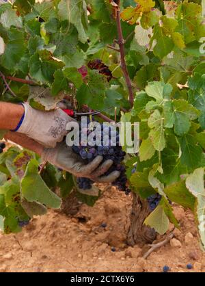 La vendemmiatrice taglia i grappoli di uva della varietà Bobal di Il ceppo nella regione vinicola di Utiel-Requena (Spagna) Foto Stock