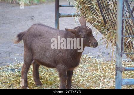 Giovane capra bruna mangiare fieno da un alimentatore presso lo zoo di animali domestici. Foto Stock