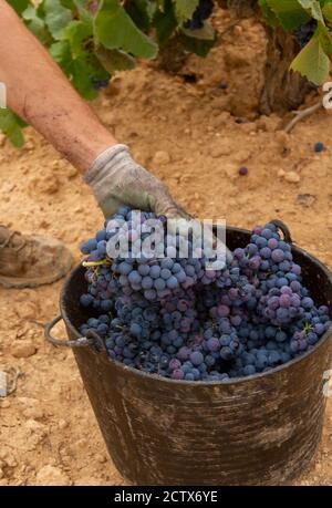 La mietitrice lascia un mazzo di varietà di uva Bobal nel Secchio nella regione vinicola di Utiel-Requena (Spagna) Foto Stock