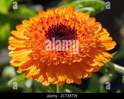 Closeup di una bella arancione Calendula marigrold fiore cattura luce del sole in un giardino Foto Stock