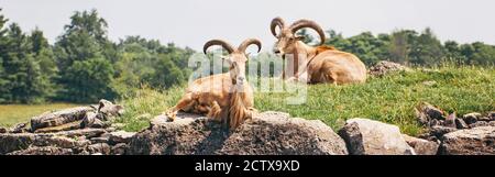 Gruppo di pecore barbariche antilope capre selvatiche che riposano su rocce il giorno d'estate. Mandria di capre selvatiche del Texas aoudad con grandi corna curvy all'aperto Foto Stock