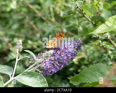 A comma Butterfly (Polygonia c-album) Riposando con le ali aperte su un fiore buddleia Foto Stock
