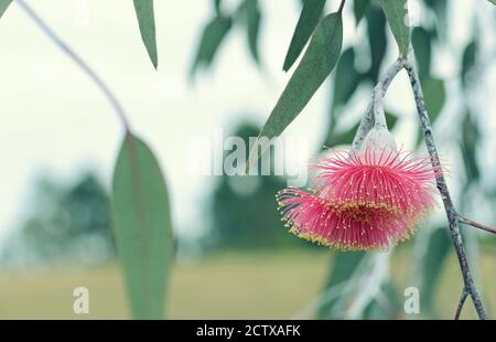 Primavera natura sfondo di due fiori rosa e foglie verdi grigio del mallee australiano nativo eucalipto caesia, famiglia Myrtaceae. Comune n Foto Stock