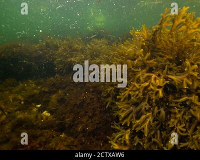 Un closeup immagine della bellissima camera da vescica, Fucus vesiculosus, in un ambiente marino sano del Nord Europa. Foto di Oresund, Malmo, nel sud della Svezia Foto Stock