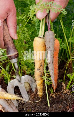 Daucus carota 'Harlequin' F1. Raccogliendo carote di Harlequin coltivate in un contenitore in un terreno di coltura domestico. REGNO UNITO Foto Stock