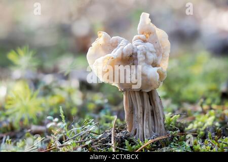 La sella bianca (Helvella crisspa) è una foto macro a fungo commestibile Foto Stock