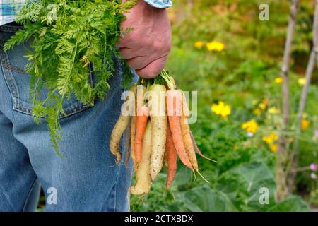 'Harlequin' carote F1. Carote di arcobaleno appena selezionate coltivate in un giardino domestico della cucina (nella foto). Foto Stock