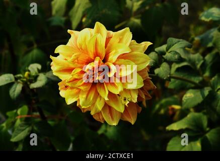 Fiore Dahlia David Howard primo piano: Giallo colore fiore Dahlias rotondo in giardino con sfondo verde in pentola Foto Stock