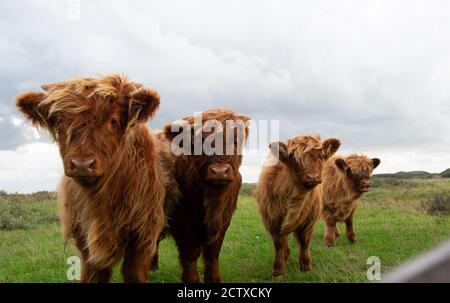 una bella immagine di 4 polpacci di altura in linea. Foto Stock