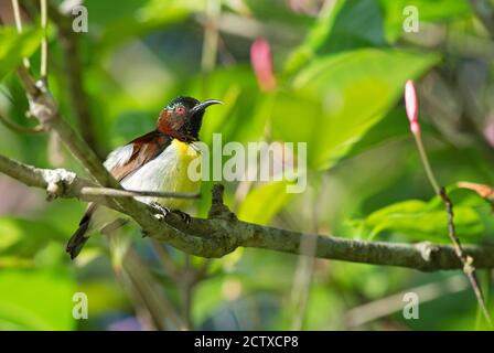 Purple-rumped Sunbird - Leptocoma zeylonica, bello piccolo uccello perching dalle foreste asiatiche e dai boschi, Sri Lanka. Foto Stock