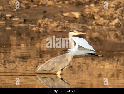 Un piccolo Egret (Egretta garzetta) vola oltre un airone grigio (Ardea cinerea) sul fiume Looe, Cornovaglia Foto Stock