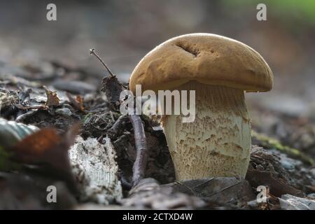 Lo Saffron Bolete (Leccinellum croccipodium) è un fungo commestibile , foto macro impilata Foto Stock