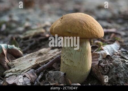 Lo Saffron Bolete (Leccinellum croccipodium) è un fungo commestibile , foto macro impilata Foto Stock