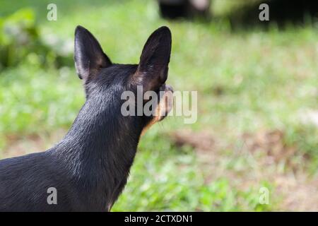 Primo piano della testa di un terrier giocattolo o pinscher in miniatura di colore nero con orecchie grandi sollevate, vista posteriore su uno sfondo di gre Foto Stock