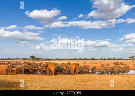 Elefanti di cespuglio africani (loxodonta africana) e bufali di capo al foro d'irrigazione, Ngutuni Game Reserve, Kenya Foto Stock