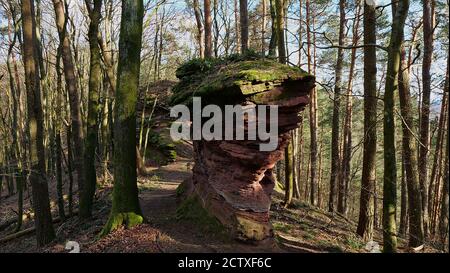 Arenaria marrone a forma di pancake scolorita su sentieri escursionistici nei boschi della foresta di Palatinato, Renania-Palatinato, Germania al sole giorno di primavera. Foto Stock