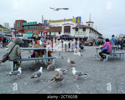 MOLTE PERSONE CHE SI SIEDONO A MANGIARE TRA I GABBIANI IN UN SQUAREOF IL FISHERMAN'S WHARF VICINO AL MOLO 39 Foto Stock