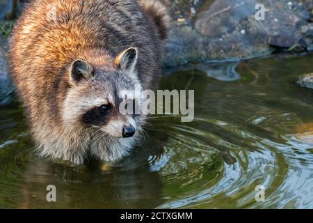 Raccoon nordamericano (Procyon lotor), nativo al Nord America, lavaggio di cibo in acqua da ruscello / ruscello Foto Stock