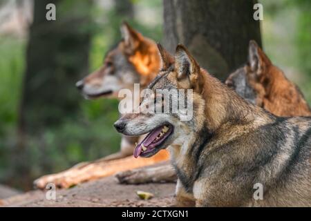 Tre lupi grigi europei / lupo grigio selvatico (Canis lupus) pacchetto riposante di fronte a den in foresta Foto Stock