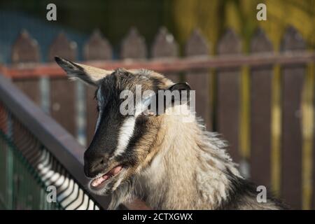 Capra grigia con una barba e una striscia bianca sulla faccia si trova vicino alla recinzione nella fattoria. Agricoltura. Primo piano. Foto Stock