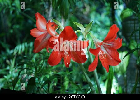 Tre amaryllis rosso brillante (amaryllidaceae) fiori su uno sfondo di verde. Primo piano fiore interno. Foto Stock