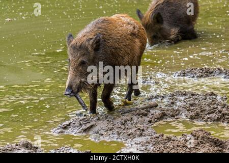 Due giovani cinghiali (Sus scrofa) giovani che invecchia nel fango lungo la riva del lago Foto Stock