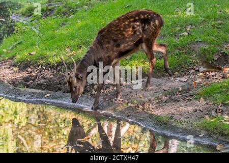 Cervi avvistati Visayan / cervo avvistato filippino / cervo del principe Alfred (Rusa alfredi) originario delle isole Visayane di Panay e Negros, Filippine Foto Stock