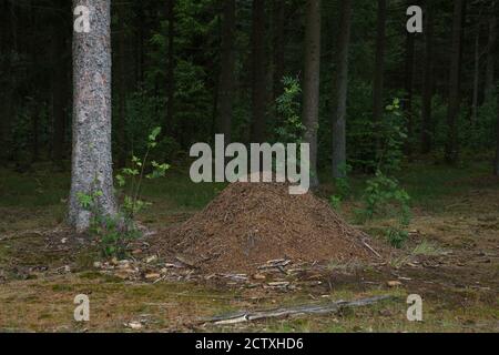 Grande antrillo di aghi di pino e altre cose nella foresta verde estiva di conifere. Nido di formicaio. Luogo ecologico. Formiche si stanno preparando per winteri Foto Stock