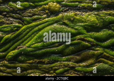 Texture astratta paludosa verde. Vista delle alghe e delle paludi da vicino. Sfondo astratto. Foto Stock