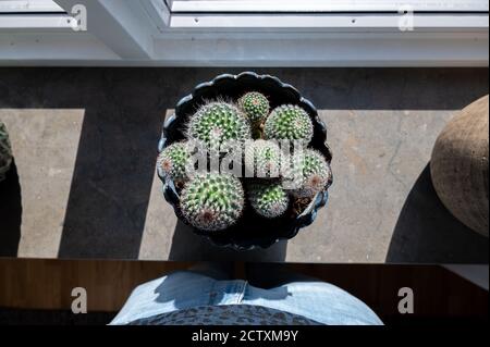 Moderna pentola di cactus in una davanzale della finestra illuminata dal sole, vista dall'alto con una persona davanti ad essa Foto Stock