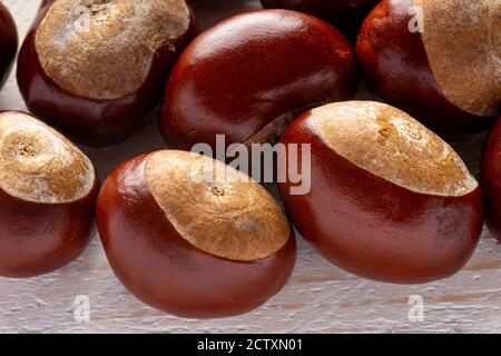 Castagne di cavallo (Conkers) su tavola di legno bianco Foto Stock