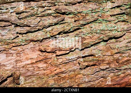 Superficie di vecchia corteccia dell'albero, tessitura goffrata Foto Stock