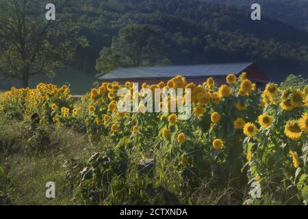 Girasoli crogiolatevi al sole che tramonta nella Virginia rurale con le Blue Ridge Mountains e il fienile sullo sfondo. Foto Stock