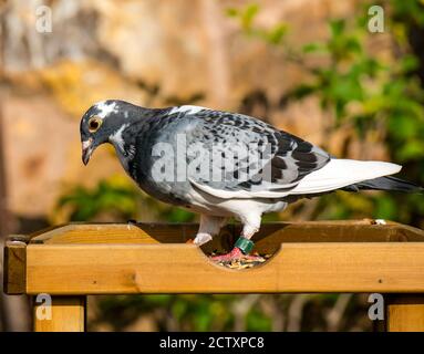 Piccione da corsa (Columba livia domestica), piccione da casa o messaggero all'alimentatore di uccelli al sole, Scozia, Regno Unito Foto Stock