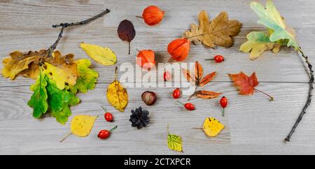 Composizione creativa Flatlay con foglie autunnali, acorno, coni di pino su tavola di legno Foto Stock