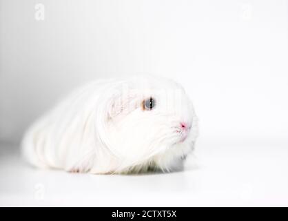 Un lungo pig bianco di Silkie Guinea dai capelli, conosciuto anche come Sheltie Guinea Pig Foto Stock