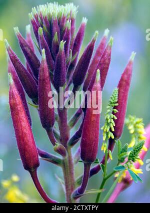 Oenothera glazioviana Foto Stock