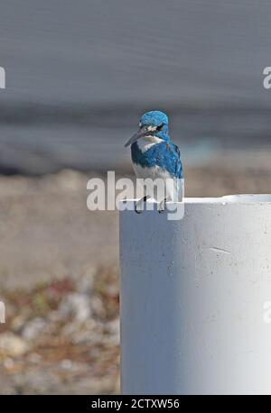 Cerulean Kingfisher (Alcedo coerulescens) adult male perched on pipe at fish farm  Bali, Indonesia          July Stock Photo