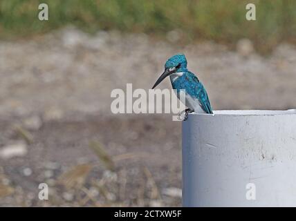 Cerulean Kingfisher (Alcedo coerulescens) adult male perched on pipe at fish farm  Bali, Indonesia          July Stock Photo